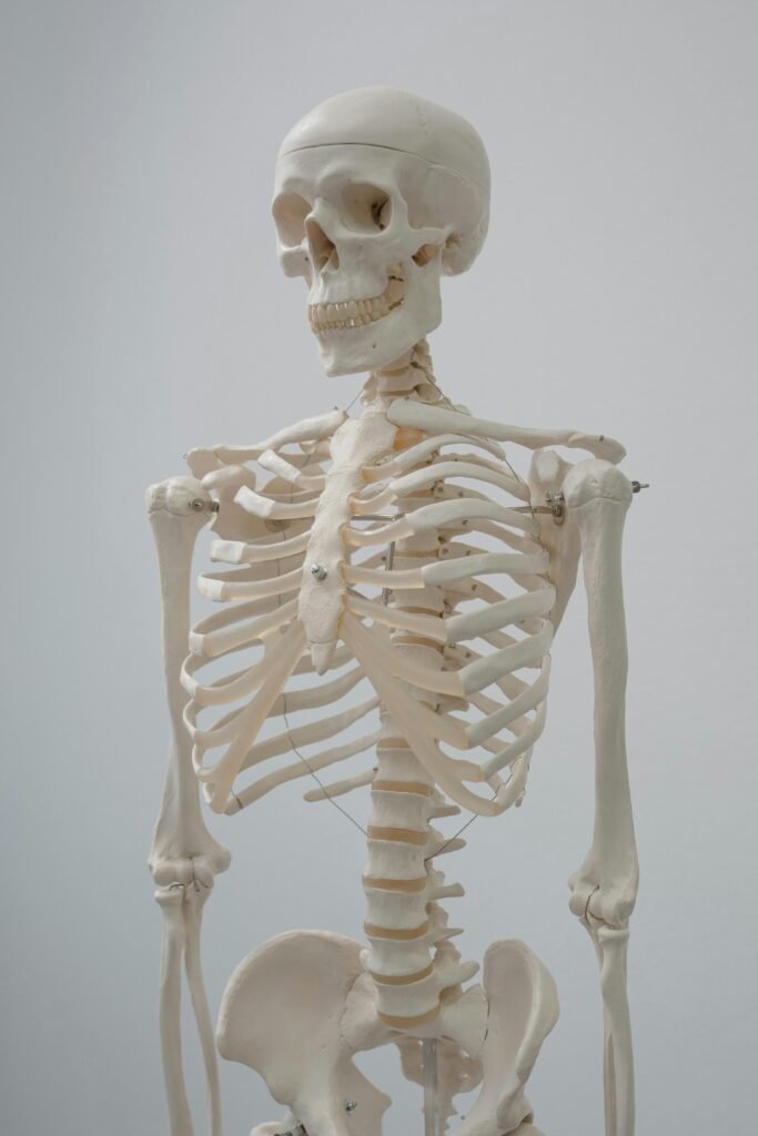 Detailed human skeleton model used for educational and scientific purposes.